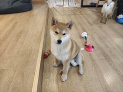 -南京Hallo宠物乐园·哈罗犬舍·柴犬繁育基地