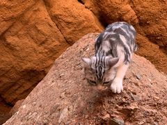 -天山神秘大峡谷