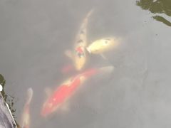 -西湖游船