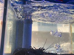 -小龍鳳·港式海鲜打边炉(沙湖路店)