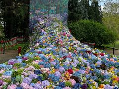 -上海共青森林公园