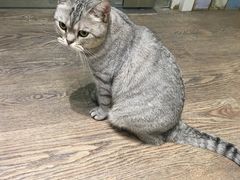 猫-小时光咖啡馆(开森度假森林店)