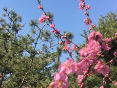 -大兴滨河森林公园