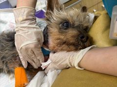 -芭比堂动物医院·CT·微创中心(新顺分院)