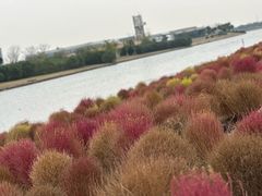 -春花秋色城市公园