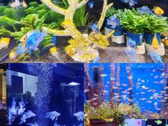 -青石桥花鸟鱼虫市场(叠翠城店)