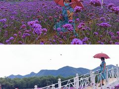 -北京东方普罗旺斯薰衣草庄园