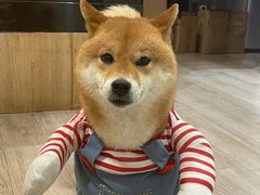 -柴迷FANS CLUB·柴犬狗咖·猫咖