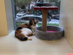 -Pets First伊珊娜洗护·精致美容·家庭式寄养(新会路店)
