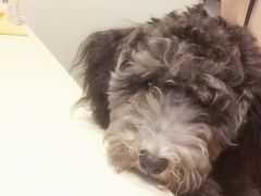 -佳怡动物医院·平价24小时·猫专科骨外科