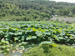 -石塘人家