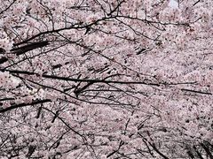-高东镇樱花园
