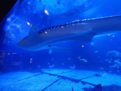-烟台海昌鲸鲨海洋公园