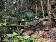 -熊猫自助餐厅.萌趣城堡(长隆熊猫酒店)