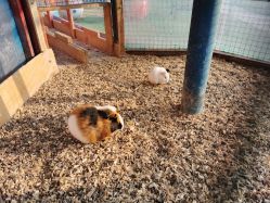 -萌宠亲子动物乐园(槐房万达店)