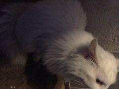 Anne猫窝咖啡屋-Anne猫窝咖啡屋