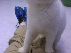 -松果猫咖(桐乡吾悦金街店)