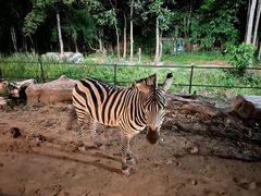 -清迈夜间动物园