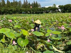 -上海长兴岛郊野公园