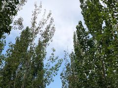 -西青郊野公园