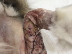 -宠颐生中康贝怡动物医院