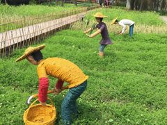 -溱湖国家湿地公园