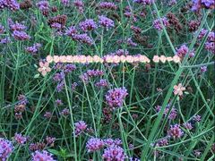 -紫颐香薰山谷景区