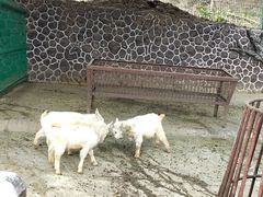 -贵州森林野生动物园