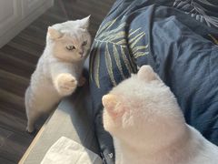-飞行喵MR PILOT|猫舍·猫咖(静安大融城店)