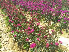 -松山湖梦幻百花洲