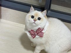 -申普宠物医院·心脏介入·心血管微创(总院)