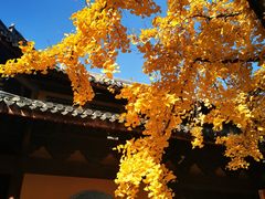 -龙华寺