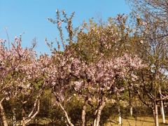 -大兴滨河森林公园