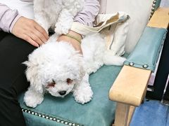 -博特宠物医院24h犬猫全科.骨科·异宠