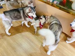 -Husky Go! 哈士奇体验馆·宠物咖啡厅狗咖