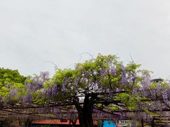 -嘉定紫藤园