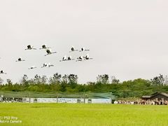 -盐城丹顶鹤湿地生态旅游区