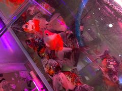 -苏州艺都古玩花鸟市场