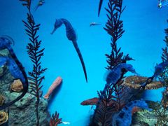 -上海海洋水族馆