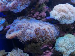 -江和美海洋公园
