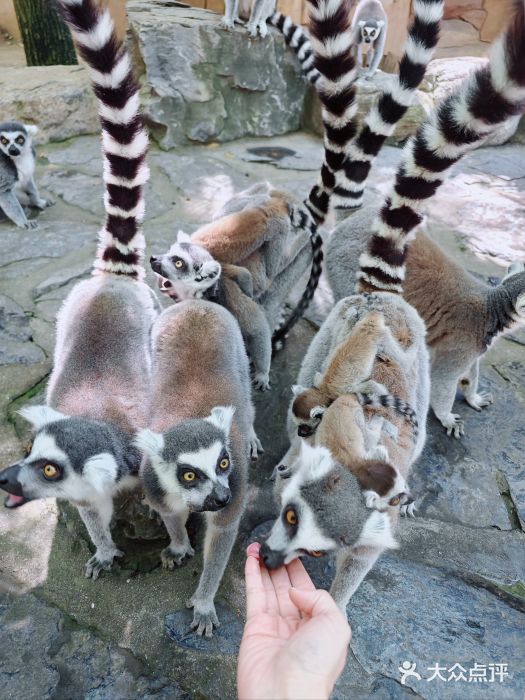 北京野生动物园图片