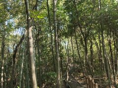 -上海佘山国家森林公园天马山园