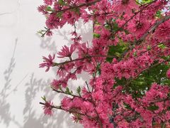 -即墨古城