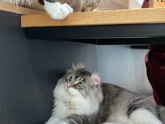 -瞄一喵猫咖(格力海岸店)