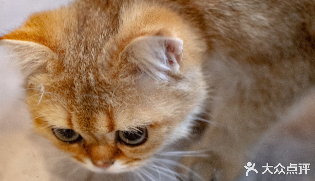 春光正好，赏花逗猫喝一杯咖啡｜南泊山咖啡