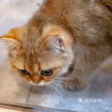 春光正好，赏花逗猫喝一杯咖啡｜南泊山咖啡