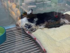 -FAELING PETS美天灵宠物(合生汇店)