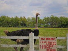 -瑞穗牧场