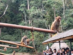 -西双版纳原始森林公园