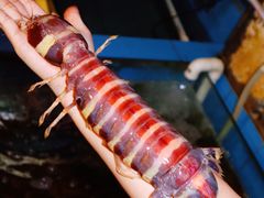 斑马濑尿虾-辉记炭烧海鲜大排档·老字号(福田店)